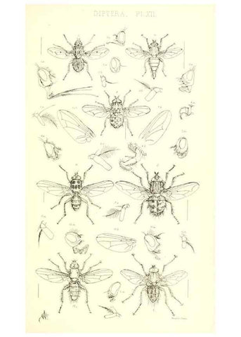 Reproducción/Reproduction 49770721151: Insecta Britanica : Diptera / by Francis Walker.. London :Reeve and Benham,1851-56.. 