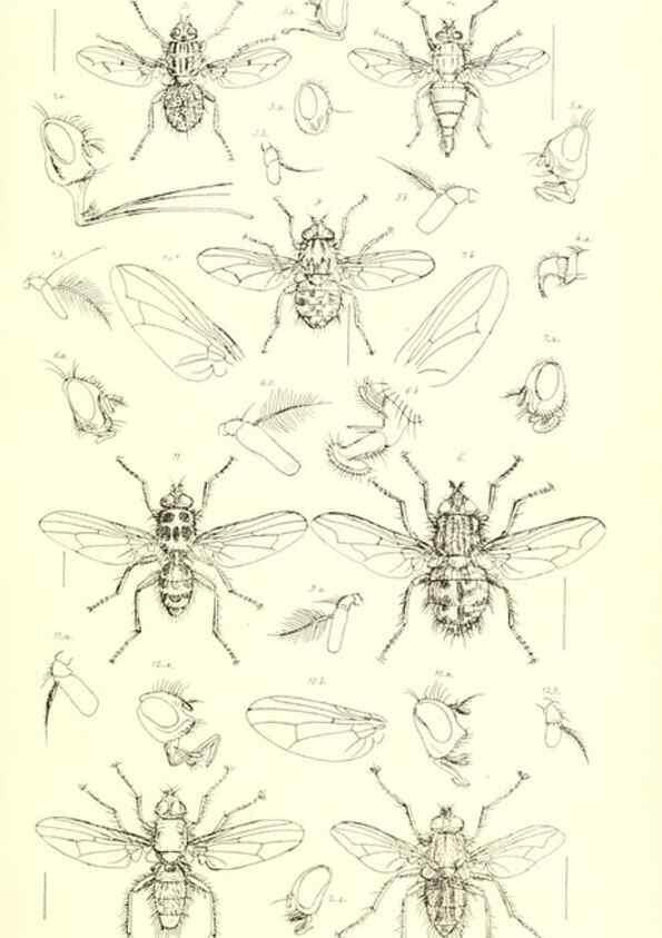 Reproducción/Reproduction 49770721151: Insecta Britanica : Diptera / by Francis Walker.. London :Reeve and Benham,1851-56.. 