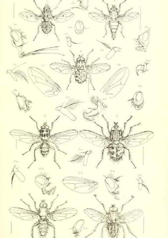 Reproducción/Reproduction 49770721151: Insecta Britanica : Diptera / by Francis Walker.. London :Reeve and Benham,1851-56.. 