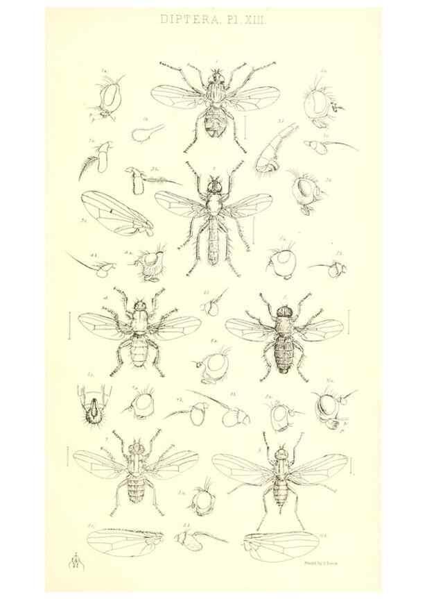 Reproducción/Reproduction 49770192113: Insecta Britanica : Diptera / by Francis Walker.. London :Reeve and Benham,1851-56.. 