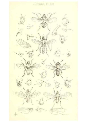 Reproducción/Reproduction 49770192113: Insecta Britanica : Diptera / by Francis Walker.. London :Reeve and Benham,1851-56.. 