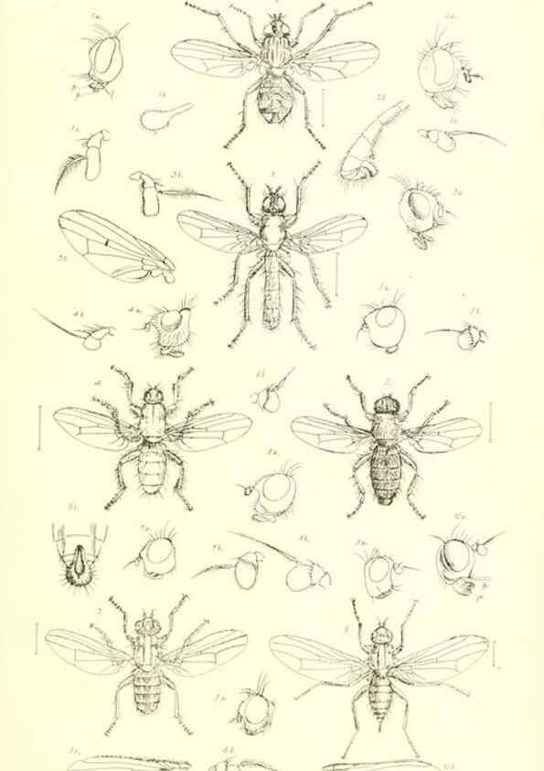 Reproducción/Reproduction 49770192113: Insecta Britanica : Diptera / by Francis Walker.. London :Reeve and Benham,1851-56.. 