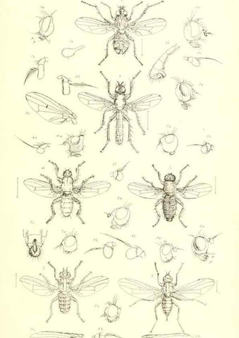 Reproducción/Reproduction 49770192113: Insecta Britanica : Diptera / by Francis Walker.. London :Reeve and Benham,1851-56.. 