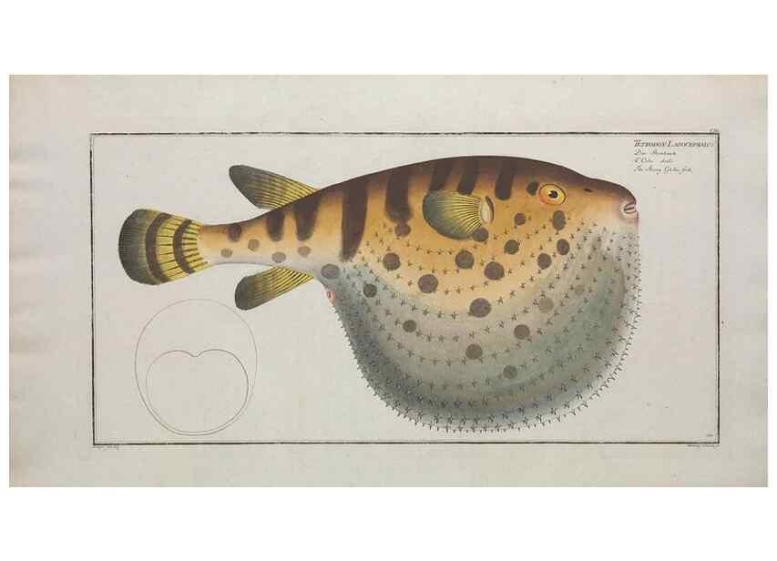Reproducción/Reproduction 49770507371: Ichtyologie, ou, Histoire naturelle, générale et particulière des poissons :. A Berlin :Chez l'auteur, & chez François de la Garde libraire,1785-1797.. 