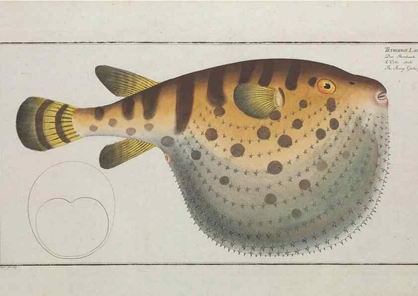 Reproducción/Reproduction 49770507371: Ichtyologie, ou, Histoire naturelle, générale et particulière des poissons :. A Berlin :Chez l'auteur, & chez François de la Garde libraire,1785-1797.. 