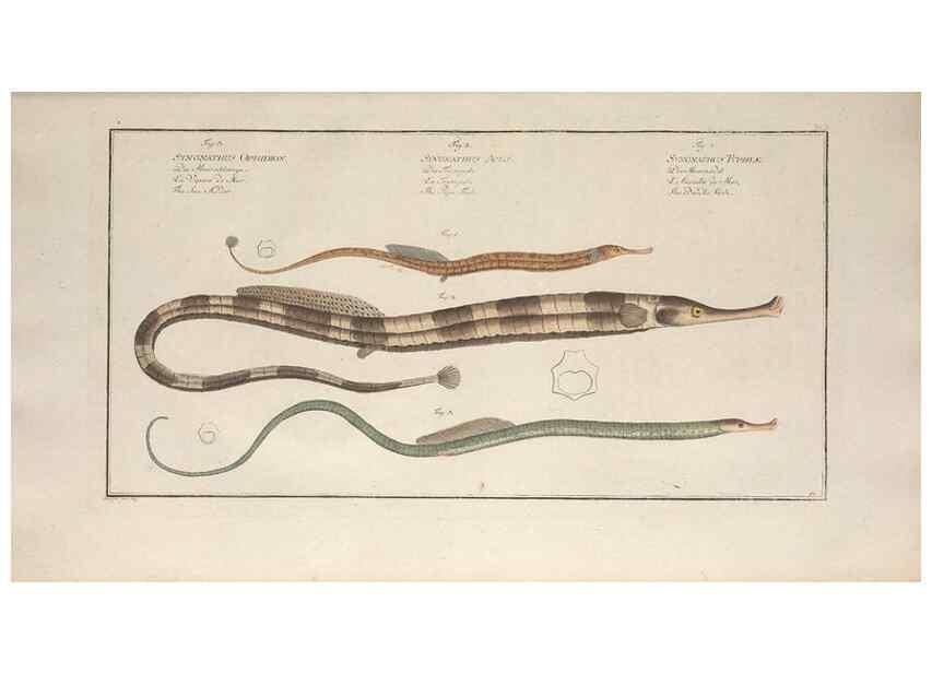 Reproducción/Reproduction 49770488451: Ichtyologie, ou, Histoire naturelle, générale et particulière des poissons :. A Berlin :Chez l'auteur, & chez François de la Garde libraire,1785-1797.. 