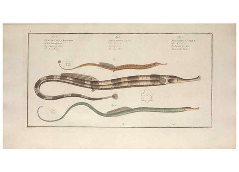 Reproducción/Reproduction 49770488451: Ichtyologie, ou, Histoire naturelle, générale et particulière des poissons :. A Berlin :Chez l'auteur, & chez François de la Garde libraire,1785-1797.. 