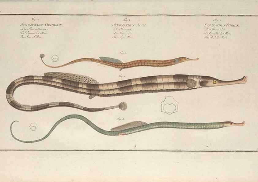 Reproducción/Reproduction 49770488451: Ichtyologie, ou, Histoire naturelle, générale et particulière des poissons :. A Berlin :Chez l'auteur, & chez François de la Garde libraire,1785-1797.. 