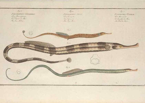 Reproducción/Reproduction 49770488451: Ichtyologie, ou, Histoire naturelle, générale et particulière des poissons :. A Berlin :Chez l'auteur, & chez François de la Garde libraire,1785-1797.. 