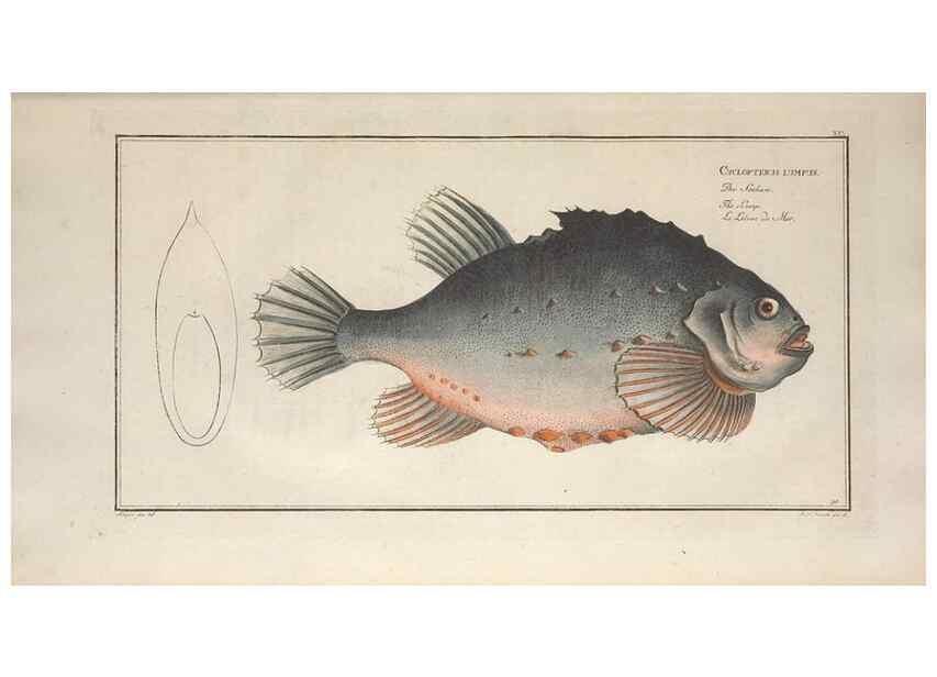 Reproducción/Reproduction 49770813237: Ichtyologie, ou, Histoire naturelle, générale et particulière des poissons :. A Berlin :Chez l'auteur, & chez François de la Garde libraire,1785-1797.. 