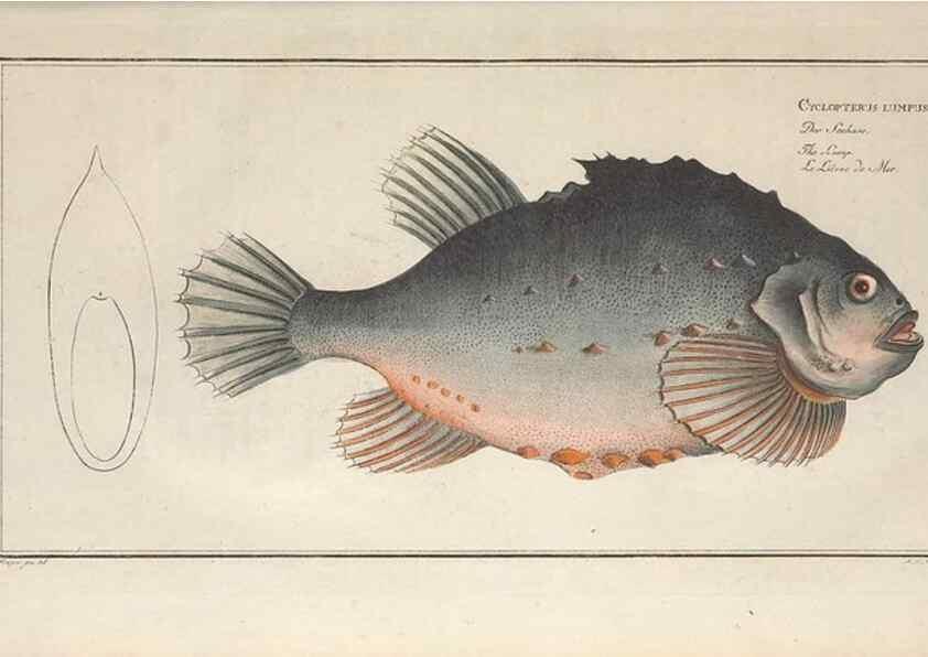 Reproducción/Reproduction 49770813237: Ichtyologie, ou, Histoire naturelle, générale et particulière des poissons :. A Berlin :Chez l'auteur, & chez François de la Garde libraire,1785-1797.. 