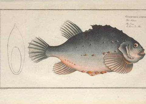 Reproducción/Reproduction 49770813237: Ichtyologie, ou, Histoire naturelle, générale et particulière des poissons :. A Berlin :Chez l'auteur, & chez François de la Garde libraire,1785-1797.. 