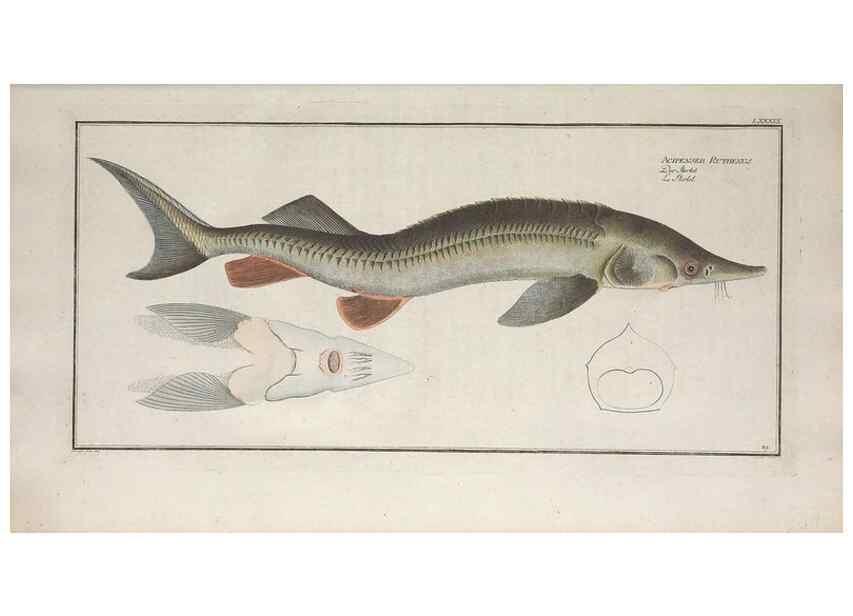 Reproducción/Reproduction 49769954963: Ichtyologie, ou, Histoire naturelle, générale et particulière des poissons :. A Berlin :Chez l'auteur, & chez François de la Garde libraire,1785-1797.. 