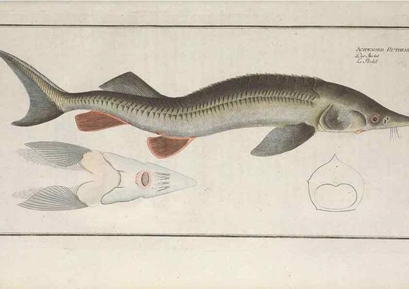 Reproducción/Reproduction 49769954963: Ichtyologie, ou, Histoire naturelle, générale et particulière des poissons :. A Berlin :Chez l'auteur, & chez François de la Garde libraire,1785-1797.. 