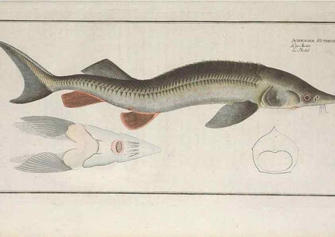 Reproducción/Reproduction 49769954963: Ichtyologie, ou, Histoire naturelle, générale et particulière des poissons :. A Berlin :Chez l'auteur, & chez François de la Garde libraire,1785-1797.. 