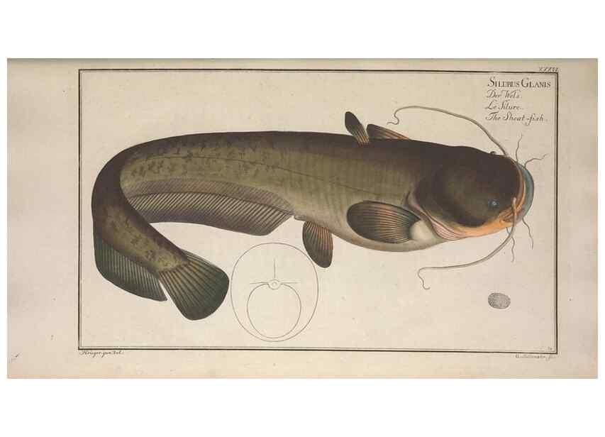 Reproducción/Reproduction 49769149661: Ichtyologie, ou, Histoire naturelle, générale et particulière des poissons :. A Berlin :Chez l'auteur, & chez François de la Garde libraire,1785-1797.. 