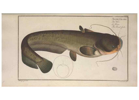 Reproducción/Reproduction 49769149661: Ichtyologie, ou, Histoire naturelle, générale et particulière des poissons :. A Berlin :Chez l'auteur, & chez François de la Garde libraire,1785-1797.. 