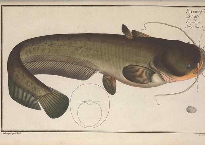 Reproducción/Reproduction 49769149661: Ichtyologie, ou, Histoire naturelle, générale et particulière des poissons :. A Berlin :Chez l'auteur, & chez François de la Garde libraire,1785-1797.. 