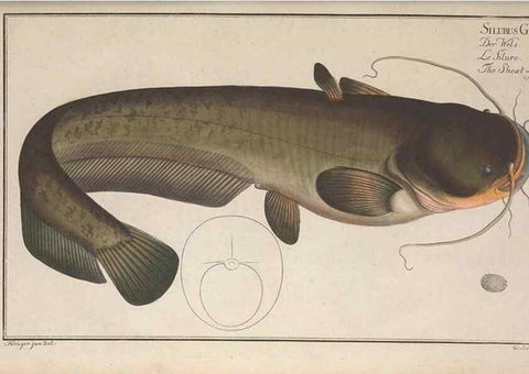 Reproducción/Reproduction 49769149661: Ichtyologie, ou, Histoire naturelle, générale et particulière des poissons :. A Berlin :Chez l'auteur, & chez François de la Garde libraire,1785-1797.. 
