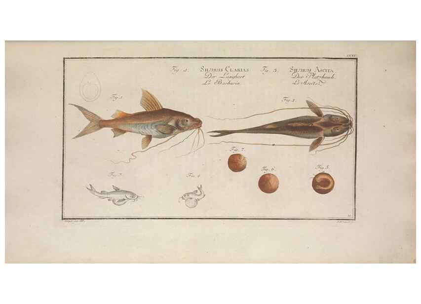 Reproducción/Reproduction 49769150161: Ichtyologie, ou, Histoire naturelle, générale et particulière des poissons :. A Berlin :Chez l'auteur, & chez François de la Garde libraire,1785-1797.. 