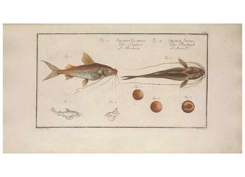 Reproducción/Reproduction 49769150161: Ichtyologie, ou, Histoire naturelle, générale et particulière des poissons :. A Berlin :Chez l'auteur, & chez François de la Garde libraire,1785-1797.. 