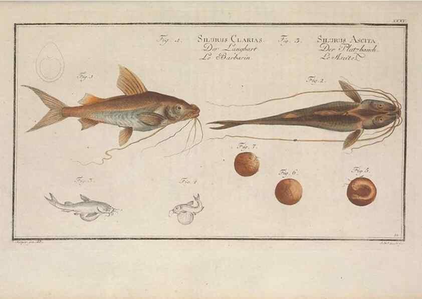 Reproducción/Reproduction 49769150161: Ichtyologie, ou, Histoire naturelle, générale et particulière des poissons :. A Berlin :Chez l'auteur, & chez François de la Garde libraire,1785-1797.. 