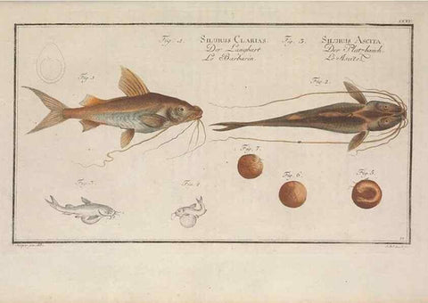 Reproducción/Reproduction 49769150161: Ichtyologie, ou, Histoire naturelle, générale et particulière des poissons :. A Berlin :Chez l'auteur, & chez François de la Garde libraire,1785-1797.. 