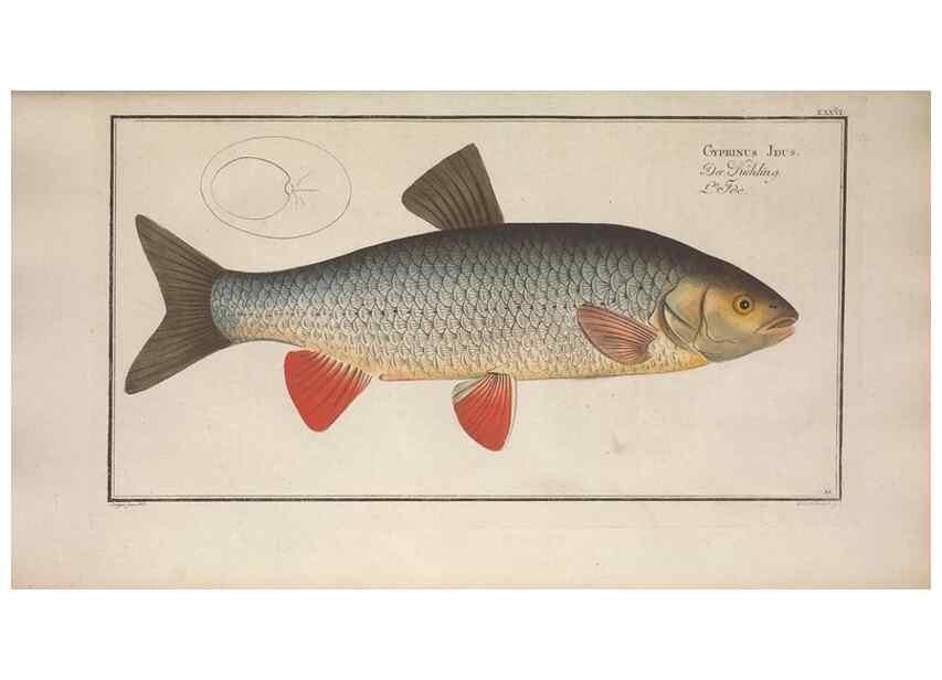 Reproducción/Reproduction 49768616308: Ichtyologie, ou, Histoire naturelle, générale et particulière des poissons :. A Berlin :Chez l'auteur, & chez François de la Garde libraire,1785-1797.. 