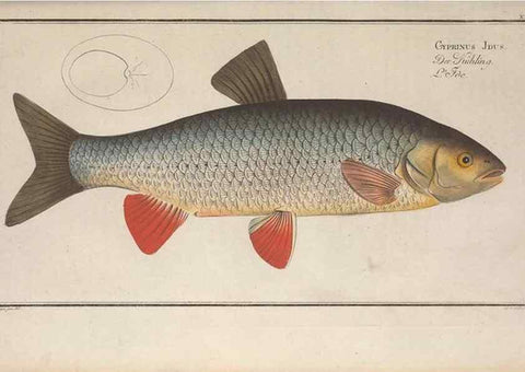 Reproducción/Reproduction 49768616308: Ichtyologie, ou, Histoire naturelle, générale et particulière des poissons :. A Berlin :Chez l'auteur, & chez François de la Garde libraire,1785-1797.. 