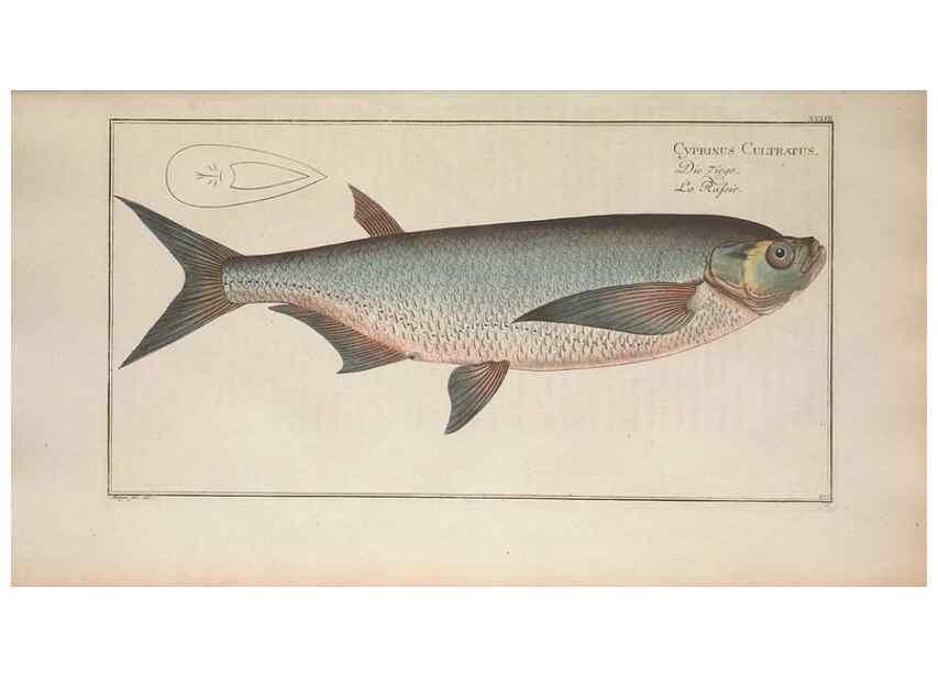 Reproducción/Reproduction 49769150866: Ichtyologie, ou, Histoire naturelle, générale et particulière des poissons :. A Berlin :Chez l'auteur, & chez François de la Garde libraire,1785-1797.. 