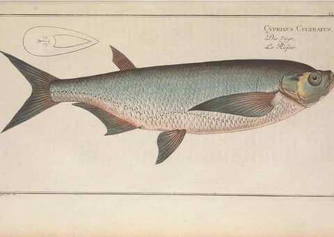 Reproducción/Reproduction 49769150866: Ichtyologie, ou, Histoire naturelle, générale et particulière des poissons :. A Berlin :Chez l'auteur, & chez François de la Garde libraire,1785-1797.. 
