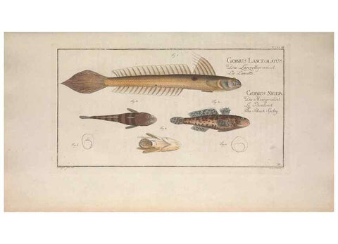 Reproducción/Reproduction 49769151211: Ichtyologie, ou, Histoire naturelle, générale et particulière des poissons :. A Berlin :Chez l'auteur, & chez François de la Garde libraire,1785-1797.. 