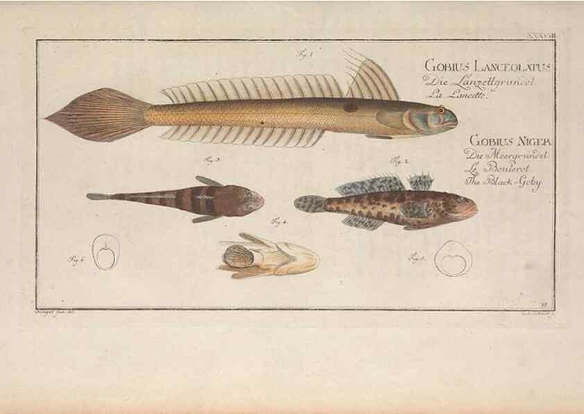 Reproducción/Reproduction 49769151211: Ichtyologie, ou, Histoire naturelle, générale et particulière des poissons :. A Berlin :Chez l'auteur, & chez François de la Garde libraire,1785-1797.. 