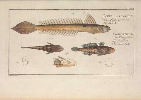 Reproducción/Reproduction 49769151211: Ichtyologie, ou, Histoire naturelle, générale et particulière des poissons :. A Berlin :Chez l'auteur, & chez François de la Garde libraire,1785-1797.. 