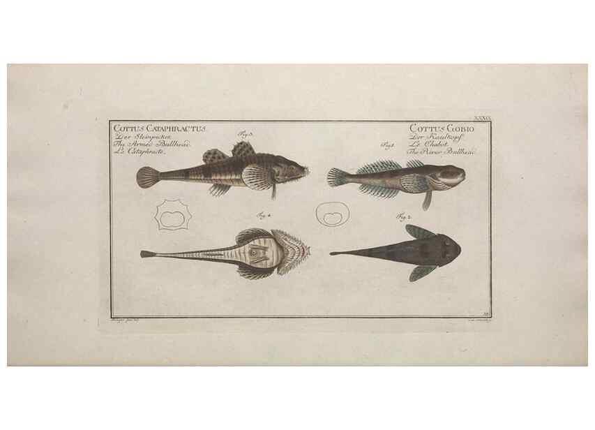Reproducción/Reproduction 49769476537: Ichtyologie, ou, Histoire naturelle, générale et particulière des poissons :. A Berlin :Chez l'auteur, & chez François de la Garde libraire,1785-1797.. 