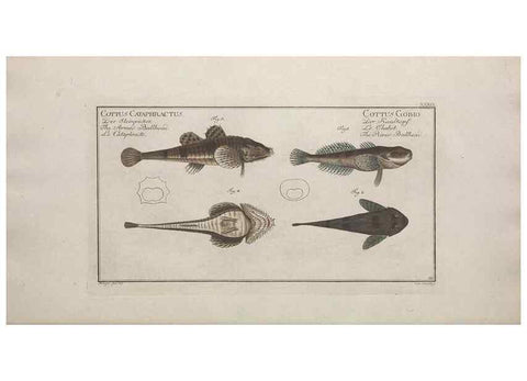Reproducción/Reproduction 49769476537: Ichtyologie, ou, Histoire naturelle, générale et particulière des poissons :. A Berlin :Chez l'auteur, & chez François de la Garde libraire,1785-1797.. 