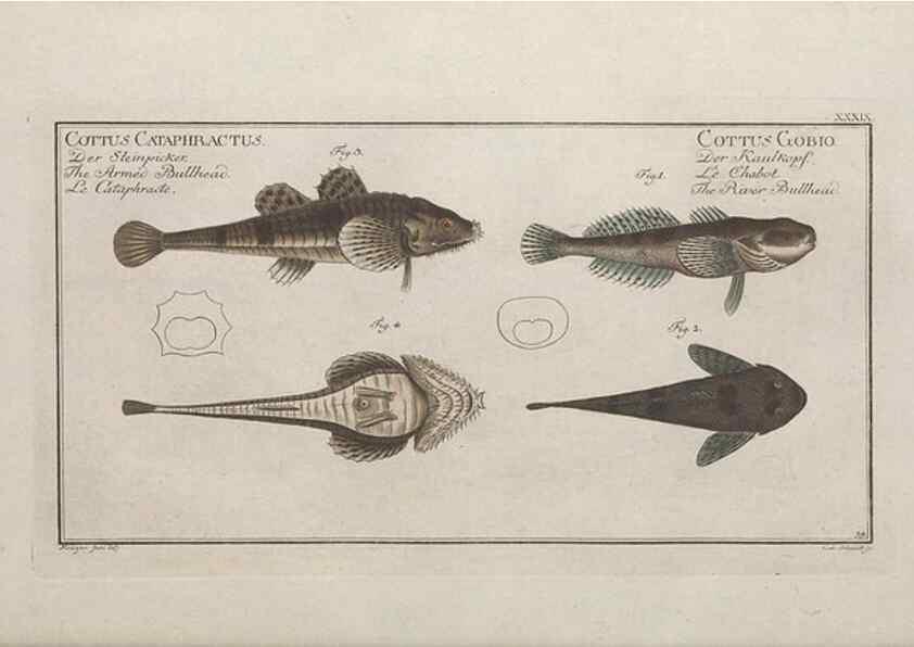 Reproducción/Reproduction 49769476537: Ichtyologie, ou, Histoire naturelle, générale et particulière des poissons :. A Berlin :Chez l'auteur, & chez François de la Garde libraire,1785-1797.. 