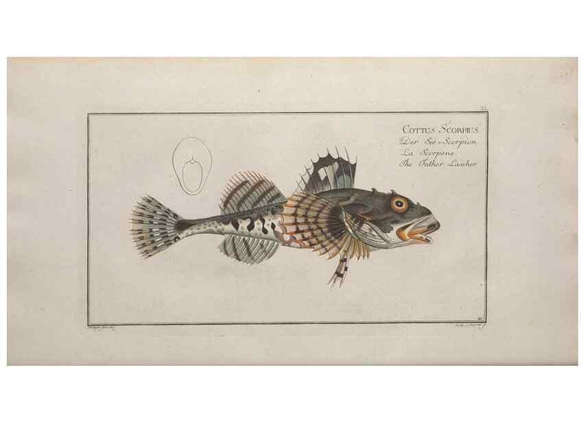Reproducción/Reproduction 49769152006: Ichtyologie, ou, Histoire naturelle, générale et particulière des poissons :. A Berlin :Chez l'auteur, & chez François de la Garde libraire,1785-1797.. 