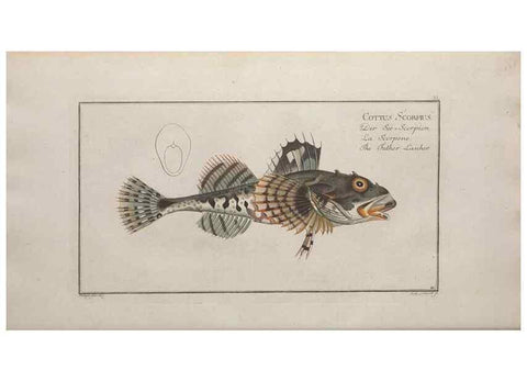 Reproducción/Reproduction 49769152006: Ichtyologie, ou, Histoire naturelle, générale et particulière des poissons :. A Berlin :Chez l'auteur, & chez François de la Garde libraire,1785-1797.. 