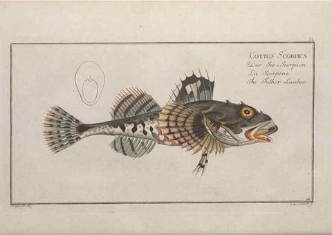 Reproducción/Reproduction 49769152006: Ichtyologie, ou, Histoire naturelle, générale et particulière des poissons :. A Berlin :Chez l'auteur, & chez François de la Garde libraire,1785-1797.. 