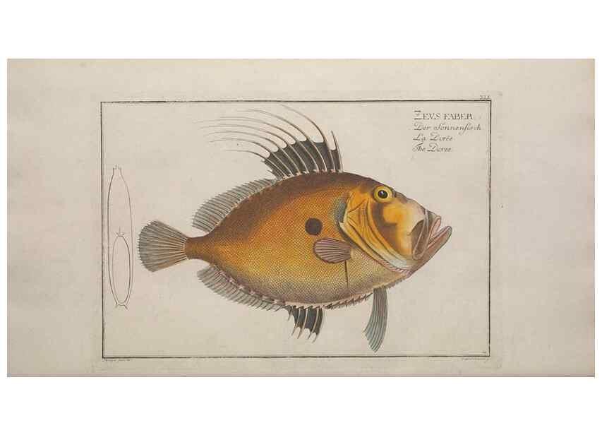 Reproducción/Reproduction 49769152386: Ichtyologie, ou, Histoire naturelle, générale et particulière des poissons :. A Berlin :Chez l'auteur, & chez François de la Garde libraire,1785-1797.. 