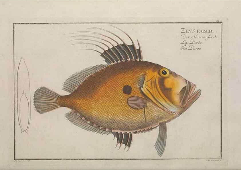Reproducción/Reproduction 49769152386: Ichtyologie, ou, Histoire naturelle, générale et particulière des poissons :. A Berlin :Chez l'auteur, & chez François de la Garde libraire,1785-1797.. 