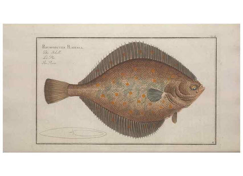 Reproducción/Reproduction 49769477507: Ichtyologie, ou, Histoire naturelle, générale et particulière des poissons :. A Berlin :Chez l'auteur, & chez François de la Garde libraire,1785-1797.. 