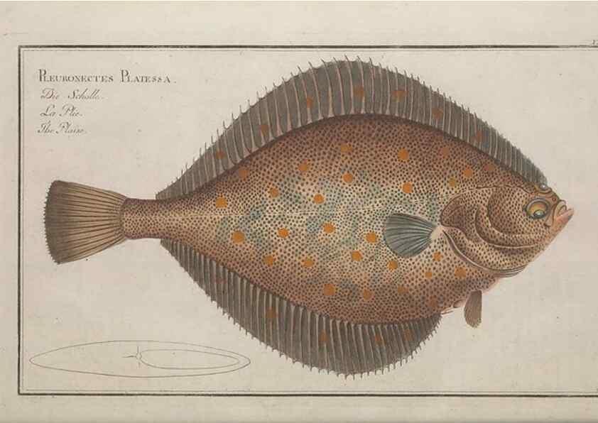 Reproducción/Reproduction 49769477507: Ichtyologie, ou, Histoire naturelle, générale et particulière des poissons :. A Berlin :Chez l'auteur, & chez François de la Garde libraire,1785-1797.. 