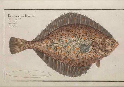 Reproducción/Reproduction 49769477507: Ichtyologie, ou, Histoire naturelle, générale et particulière des poissons :. A Berlin :Chez l'auteur, & chez François de la Garde libraire,1785-1797.. 