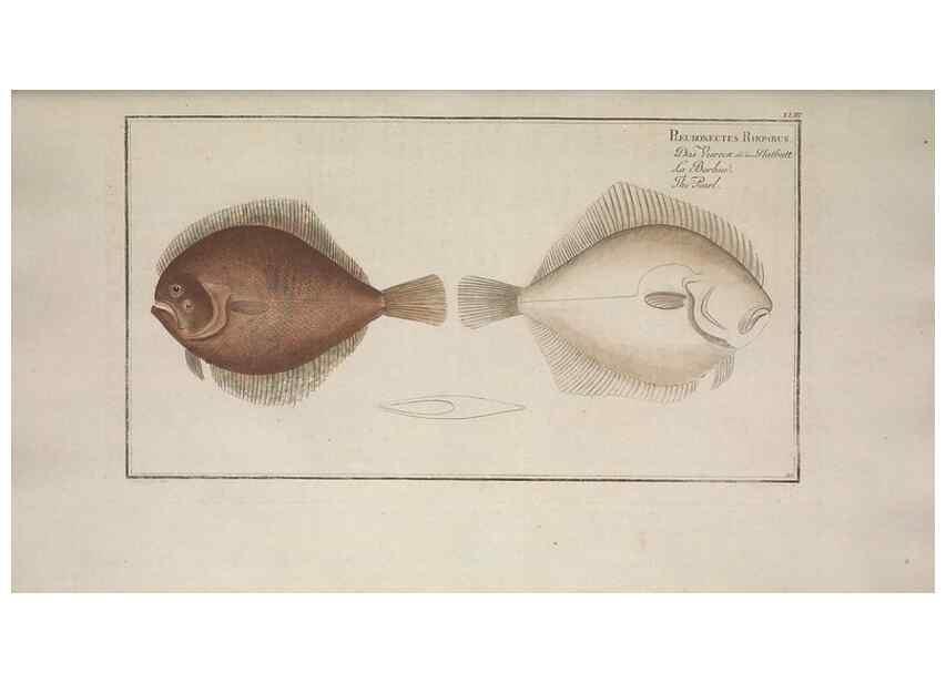 Reproducción/Reproduction 49769153171: Ichtyologie, ou, Histoire naturelle, générale et particulière des poissons :. A Berlin :Chez l'auteur, & chez François de la Garde libraire,1785-1797.. 