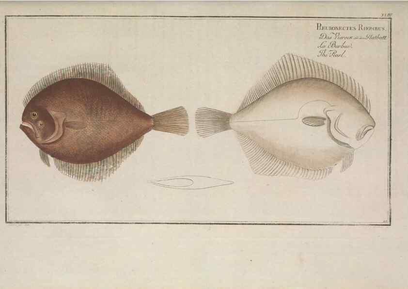 Reproducción/Reproduction 49769153171: Ichtyologie, ou, Histoire naturelle, générale et particulière des poissons :. A Berlin :Chez l'auteur, & chez François de la Garde libraire,1785-1797.. 