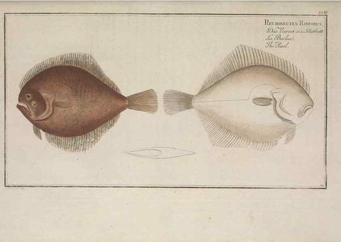 Reproducción/Reproduction 49769153171: Ichtyologie, ou, Histoire naturelle, générale et particulière des poissons :. A Berlin :Chez l'auteur, & chez François de la Garde libraire,1785-1797.. 