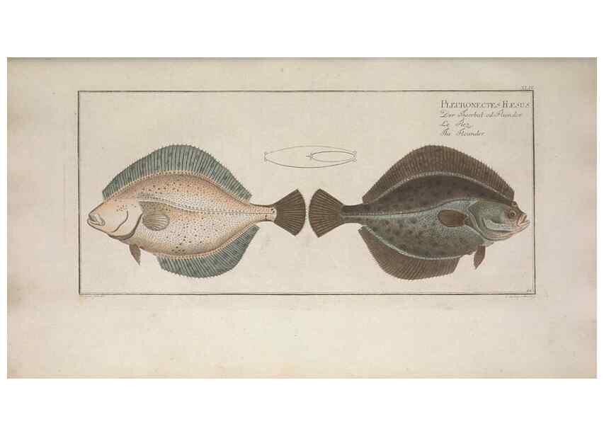 Reproducción/Reproduction 49769153456: Ichtyologie, ou, Histoire naturelle, générale et particulière des poissons :. A Berlin :Chez l'auteur, & chez François de la Garde libraire,1785-1797.. 