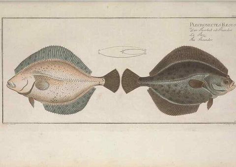 Reproducción/Reproduction 49769153456: Ichtyologie, ou, Histoire naturelle, générale et particulière des poissons :. A Berlin :Chez l'auteur, & chez François de la Garde libraire,1785-1797.. 